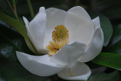 Magnolia grandiflora - šácholan velkokvětý (poupě) (4)